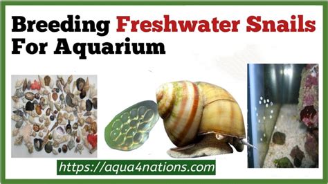 Breeding Freshwater Snails For Aquarium - Aqua4Nations