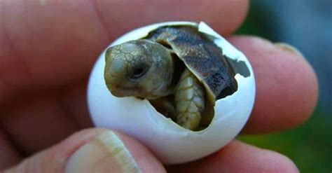 Family Sings 'Happy Birthday' To Hatching Baby Turtle!! | LittleThings.com