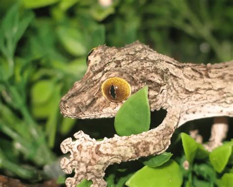 Uroplatus sameiti - Facts, Diet, Habitat & Pictures on Animalia.bio