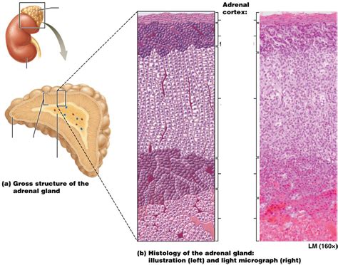 adrenal gland histology Diagram | Quizlet