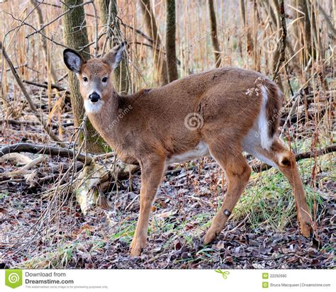 Whitetail Deer Doe Stock Photo - Image: 22292680