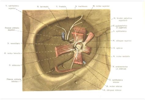 Anatomy of the eye from the clinical point