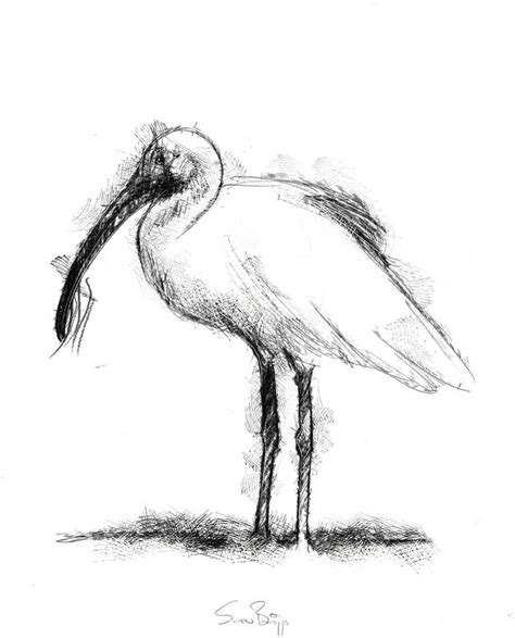 Ibis | SeanBriggs in 2024 | Fine art drawing, Black and white birds ...