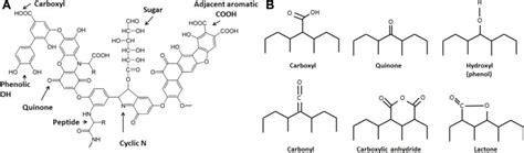 Structures of (A) a model humic acid (adapted from Stevenson, 1994) and... | Download Scientific ...