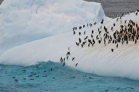 Enjoy Luxury Antarctica Cruises | Silversea