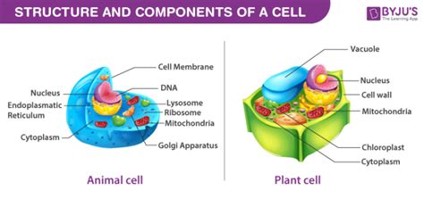 Cell Organization - Levels Of Cellular Organization | BYJU'S