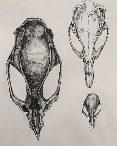 Rat Skull Study - Best Laguna Beach Artist