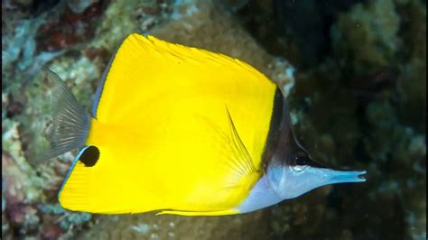 Facts: The Yellow Longnose Butterflyfish - YouTube