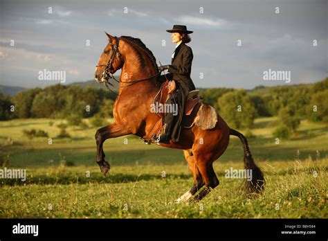 Horse Rearing Rider High Resolution Stock Photography and Images - Alamy