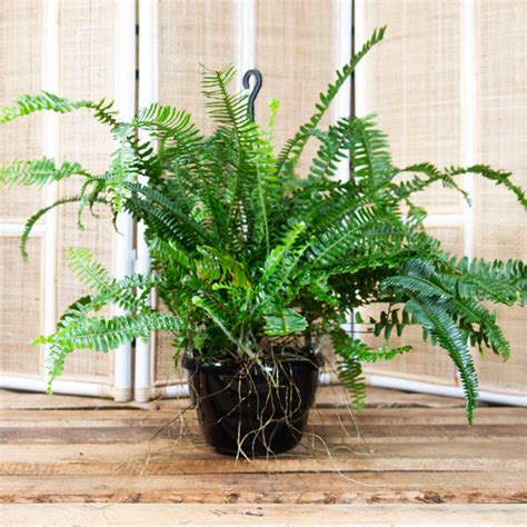 Nephrolepis exaltata - Sword Fern | GardenShopNephrolepis exaltata - Sword Fern