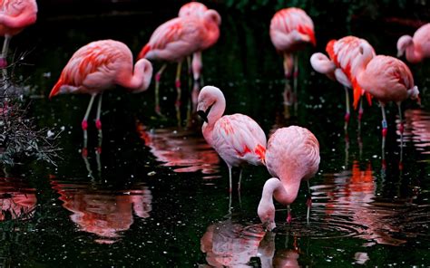 Flamingo Wallpaper - HD Wallpapers