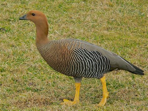 Upland Goose (Chloephaga picta) female | Parc Phoenix, Nice,… | Flickr - Photo Sharing!