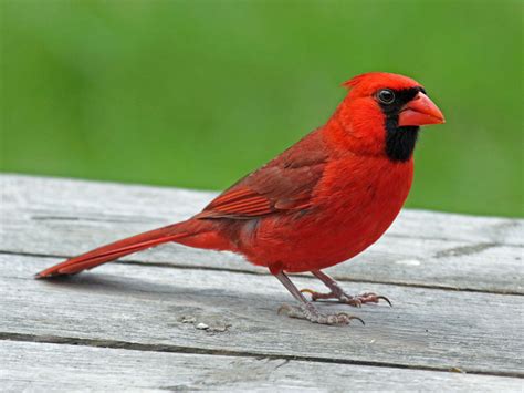 Birds of The World: CARDINALS