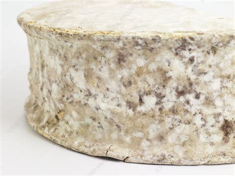 Welsh Caerphilly cow's milk cheese - Stock Image - C053/6092 - Science ...