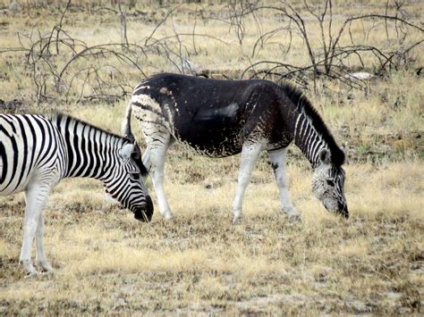 Pseudo-melanistic Plains Zebra | Namibia. Etosha National Pa… | Flickr