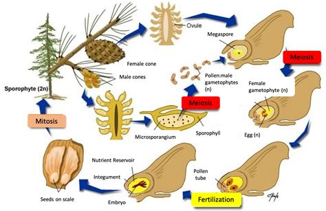 8.5 Seed Plants: Gymnosperms – VCU BIOL 152: Introduction to Biological Sciences II