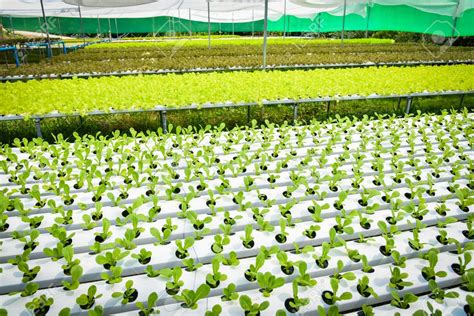 Hydroponics Indoor Farming - What You Need to Know? - Urban Farm Online