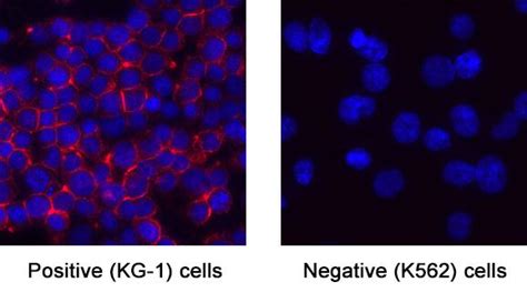 Human CD34 Antibody (MAB72274) | Bio-Techne