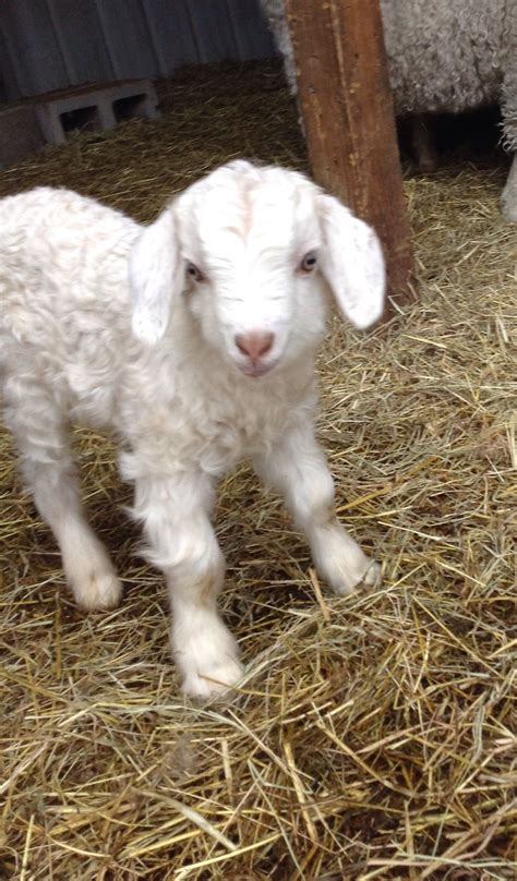 Baby angora goat. Soooo cute | Angora goats, Pet goat, Baby animals