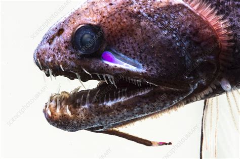 Threadfin Dragonfish, Echiostoma barbatum - Stock Image - C050/2264 - Science Photo Library