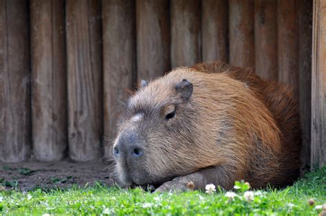 YWP-Sleepy Capybara by ImLookingForTime on DeviantArt