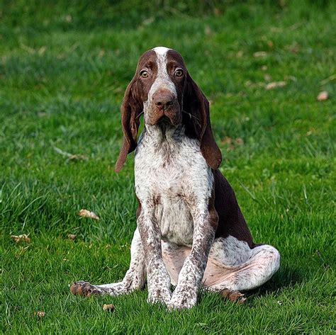 Bracco Italiano | Dogs, Outdoor, Sculpture