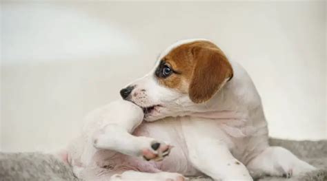 5 Signs Your Pet Is Suffering From Fleas