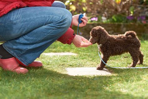 Clicker Training Dogs - Pets Training and Boarding