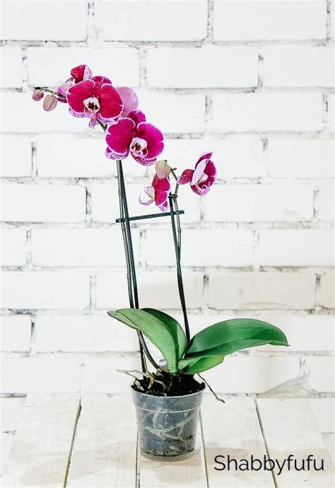 Grow Orchids On Trees With These Easy Tips - shabbyfufu.com