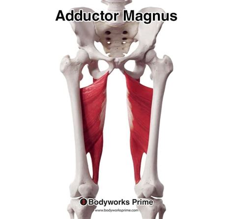 Adductor Magnus Muscle Anatomy - Bodyworks Prime