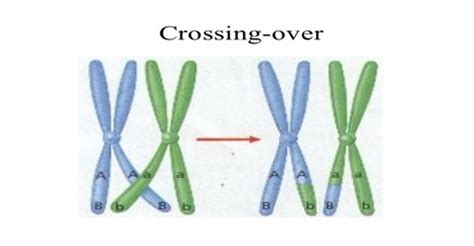 Crossing Over with its Importance - QS Study