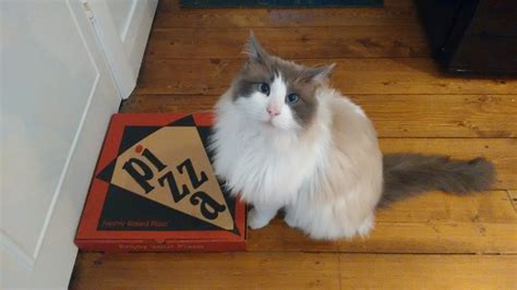 Guilty face : r/CatsOnPizza