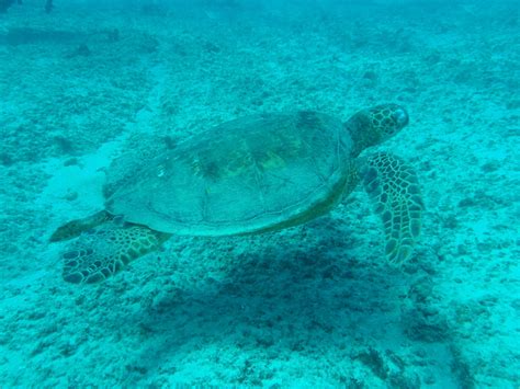 Sea Turtle 01 Free Stock Photo - Public Domain Pictures