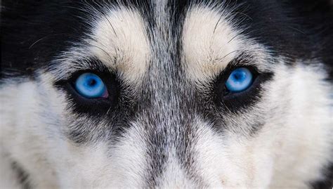 Blue-Eyed Beauties: 11 Most Popular Blue-Eyed Dog Breeds