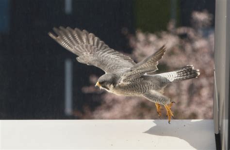 Canon Bird Branch Project | Biodiversity Initiatives | Activities at Canon sites | The ...