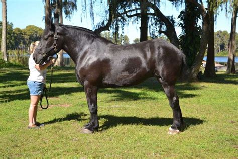 Percheron Horse Breed Full Information, History, Size & lifespan