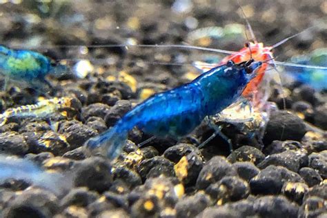 Blue Velvet Shrimp: Care Guide And Tank Conditions