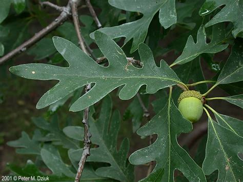 Quercus alba (White Oak): Minnesota Wildflowers