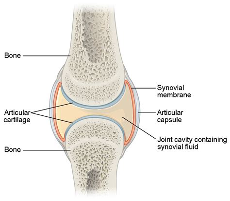 Classification of Joints | Boundless Anatomy and Physiology | | Course Hero