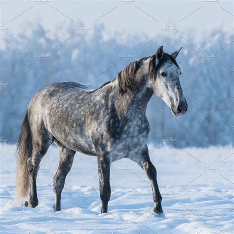 Dapple gray horse | High-Quality Animal Stock Photos ~ Creative Market