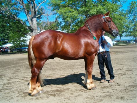 Suffolk Punch Horse Breed Information, History, Videos, Pictures