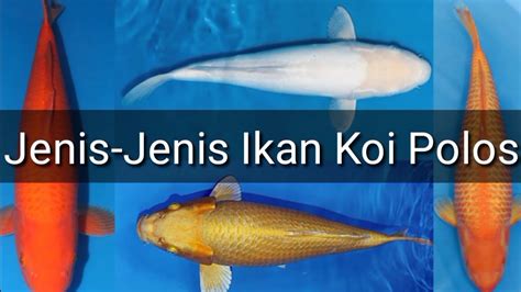 Jenis-jenis ikan koi polos tanpa pola/pattern (part 1) - YouTube