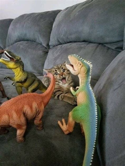 Andapad on Twitter: "RT @CatWorkers: Palaeontologist."