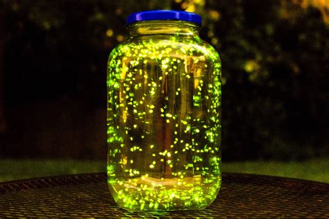 I put some fireflies in a jar and did a long exposure for 3 minutes ...