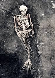 Skeleton remains | Mermaid skeleton, Mermaids exist, Real mermaids