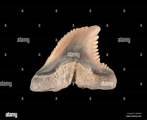 Fossil tooth from the upper jaw of a snaggletooth shark tooth, Hemipristis serra. These extinct ...