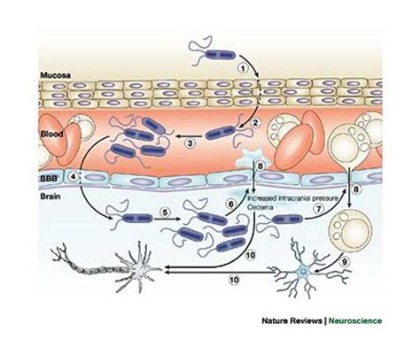 Neisseria Meningitidis Infection