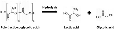 Hydrolysis of PLGA forming the degradation products. | Download Scientific Diagram