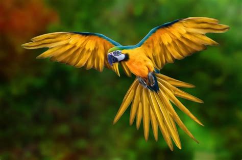 47 best images about Macaws on Pinterest