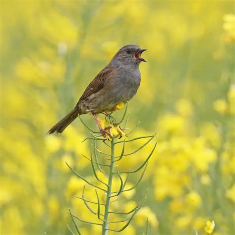 Dunnock - Facts, Diet, Habitat & Pictures on Animalia.bio